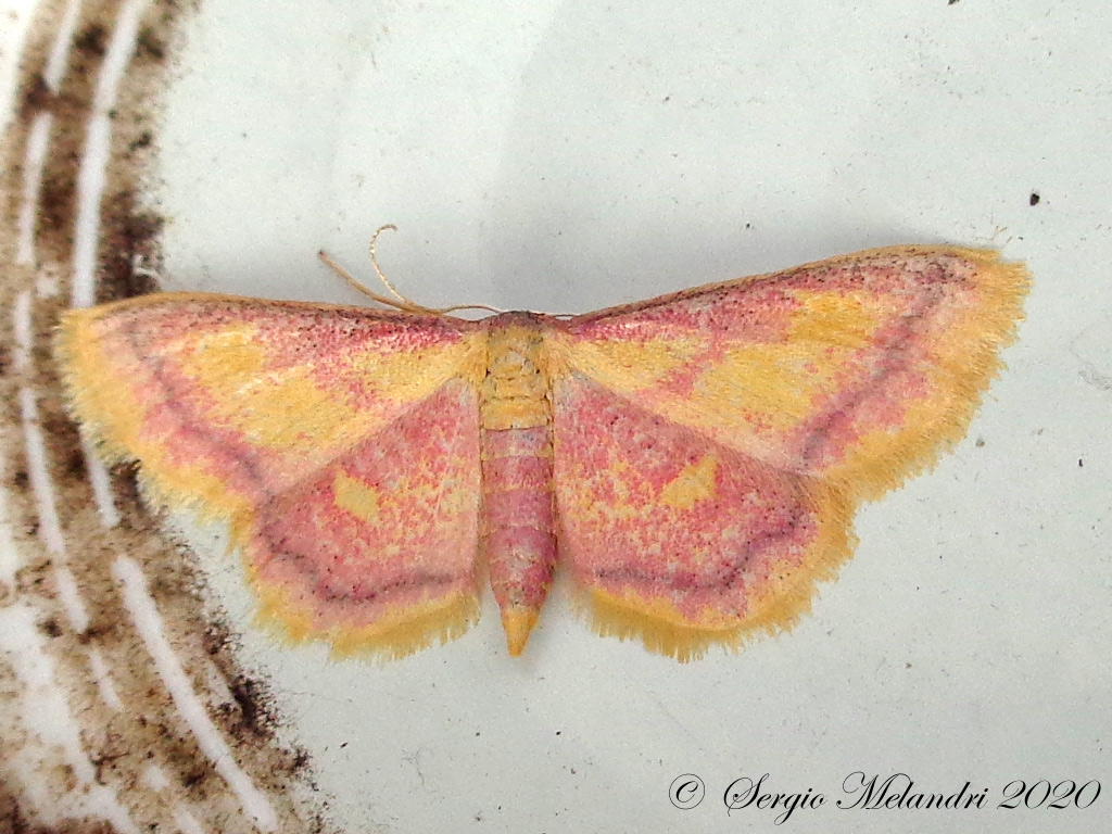 Geometridae: Idaea muricata